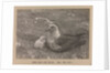 A Skua Gull with their chick by Herbert George Ponting