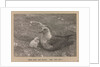 A Skua Gull with their chick by Herbert George Ponting