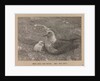 A Skua Gull with their chick by Herbert George Ponting
