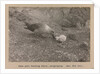 A Skua Gull regurgitating food for their chick by Herbert George Ponting