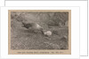 A Skua Gull regurgitating food for their chick by Herbert George Ponting