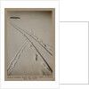 Adelie penguin track and sledge track crossing by Herbert George Ponting