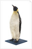 Stuffed Emperor penguin by Dr. Edward Wilson