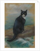 Oscar, cat from the German ship 'Bismarck' by Georgina Shaw Baker