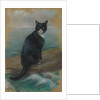 Oscar, cat from the German ship 'Bismarck' by Georgina Shaw Baker