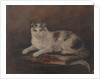 The cat of HMS 'Exeter' by Georgina Shaw Baker
