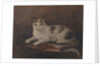 The cat of HMS 'Exeter' by Georgina Shaw Baker