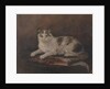 The cat of HMS 'Exeter' by Georgina Shaw Baker