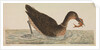 The Empire of China & Japan - Bird catching a fish in the water by Thomas Pennant