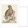 The Empire of China & Japan - Green parrot by Thomas Pennant