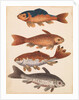 The Empire of China & Japan - Four Koi Fish by Thomas Pennant