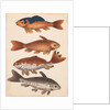 The Empire of China & Japan - Four Koi Fish by Thomas Pennant