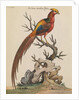 Golden Pheasant by Thomas Pennant