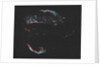 "AMAT Image; Cygnus Loop aka Veil Complex by Unknown
