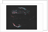 "AMAT Image; Cygnus Loop aka Veil Complex by Unknown