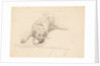 Dog lying with it's head on one side on a rug by Unknown