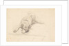 Dog lying with it's head on one side on a rug by Unknown
