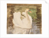 A swan with partly folded wings by Unknown