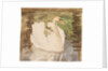 A swan with partly folded wings by Unknown