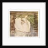 A swan with partly folded wings by Unknown