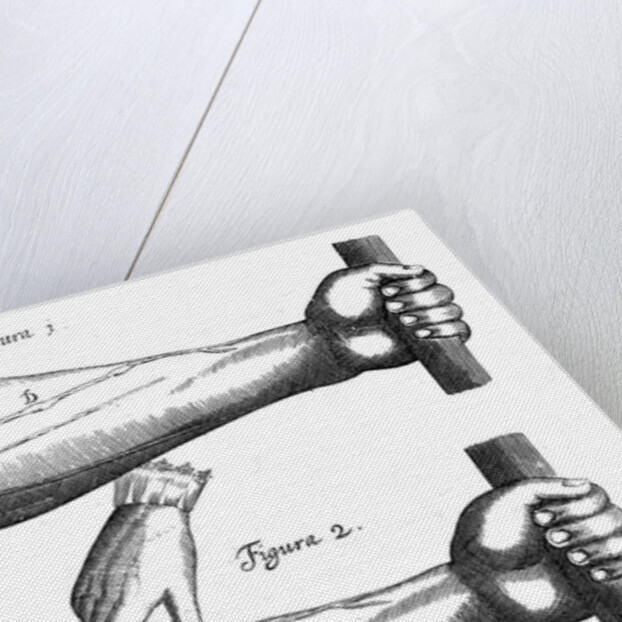 Circulation of the blood, 1628 by Unknown