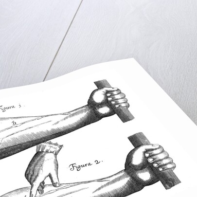 Circulation of the blood, 1628 by Unknown