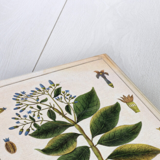 Cinchona (Jesuit's or Peruvian Bark) 1795 by Unknown