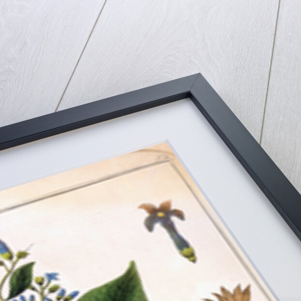 Cinchona (Jesuit's or Peruvian Bark) 1795 by Unknown