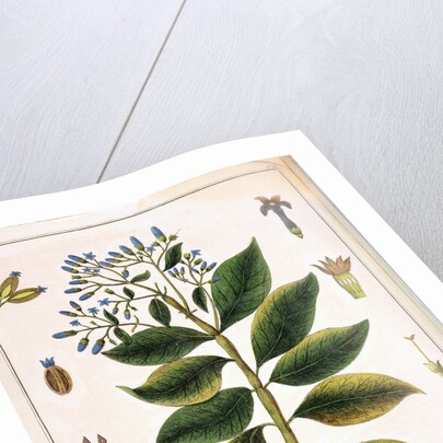 Cinchona (Jesuit's or Peruvian Bark) 1795 by Unknown