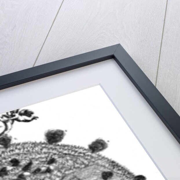 Christopher Scheiner's illustration of his idea of the surface of the sun, 1635 by Unknown