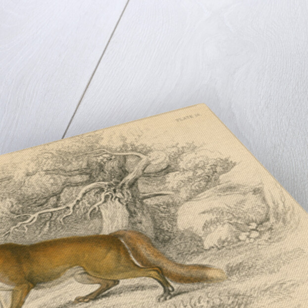 Common or red fox (Vulpes vulpes), 1828 by Unknown