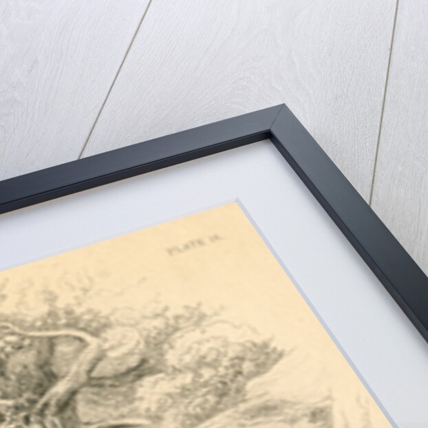 Common or red fox (Vulpes vulpes), 1828 by Unknown