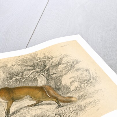 Common or red fox (Vulpes vulpes), 1828 by Unknown