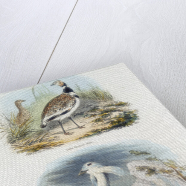 Bustards, 1835 by Unknown