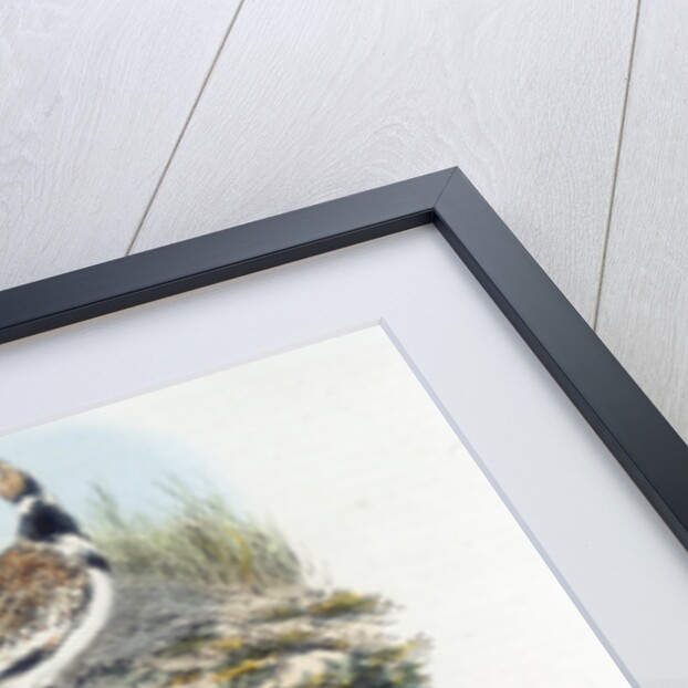 Bustards, 1835 by Unknown