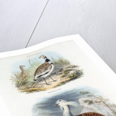 Bustards, 1835 by Unknown