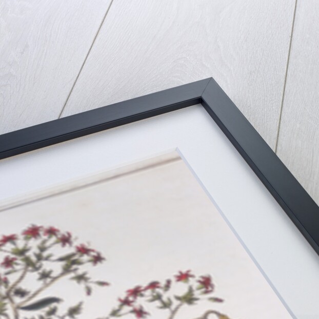 Cashew nut - Anacardium occidentale, c1798 by Unknown