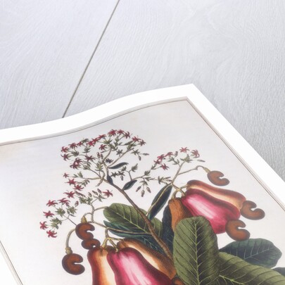 Cashew nut - Anacardium occidentale, c1798 by Unknown