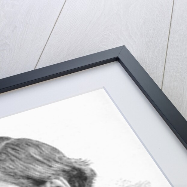 Thomas Henry Huxley, British biologist, c1860s by Unknown