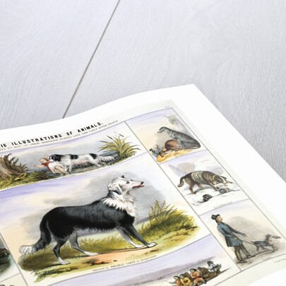 The Dog, c1850 by Benjamin Waterhouse Hawkins