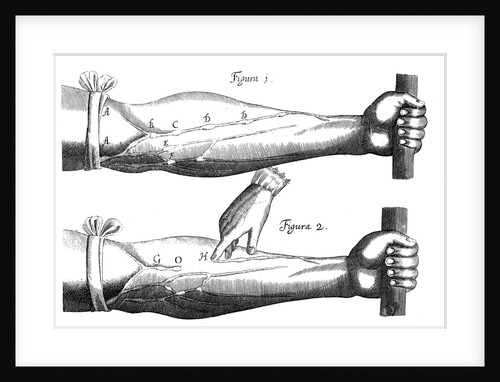 Circulation of the blood, 1628 by Unknown