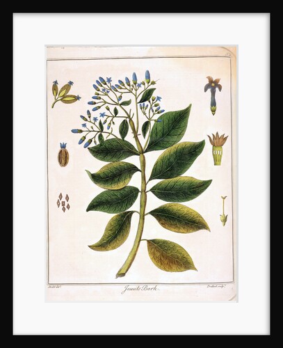 Cinchona (Jesuit's or Peruvian Bark) 1795 by Unknown