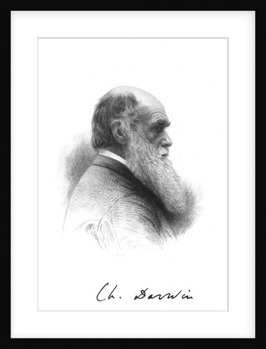 Charles Darwin, English naturalist, c1880 by Unknown