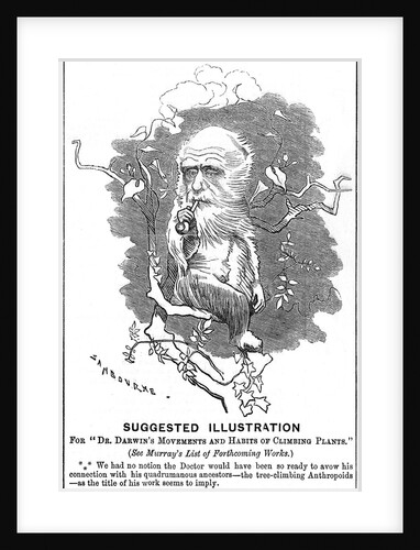 Charles Darwin, English naturalist, 1875 by Edward Linley Sambourne