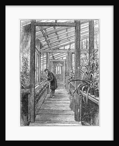 Charles Darwin (1809-1882), English naturalist, in his greenhouse by Unknown