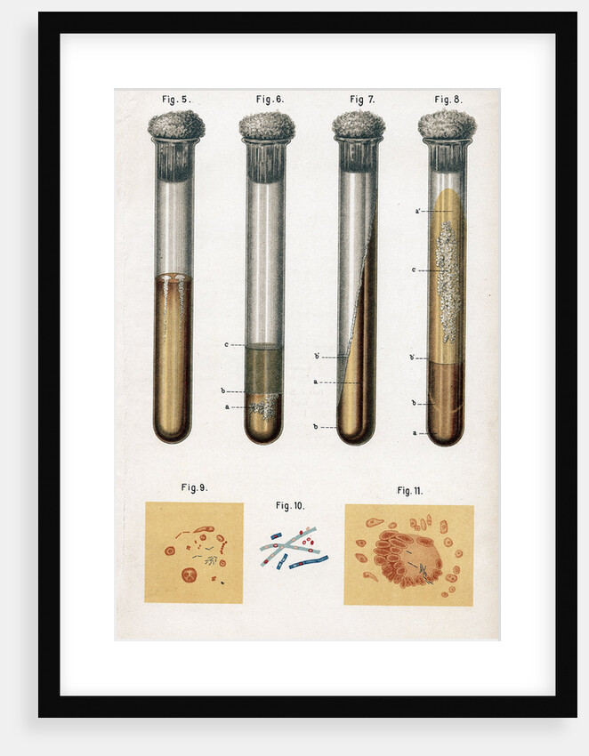 Various types of bacteria, 1889 by Unknown