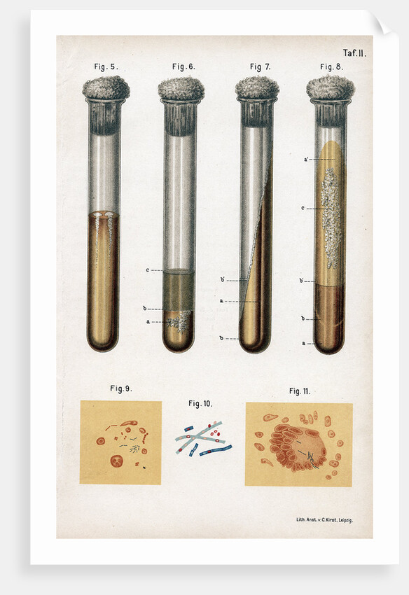 Various types of bacteria, 1889 by Unknown