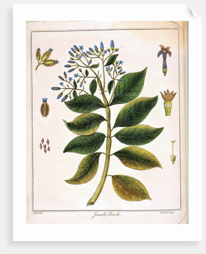 Cinchona (Jesuit's or Peruvian Bark) 1795 by Unknown
