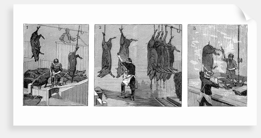 Armour Company's pig slaughterhouse, Chicago, Illinois, USA, 1892 by Unknown