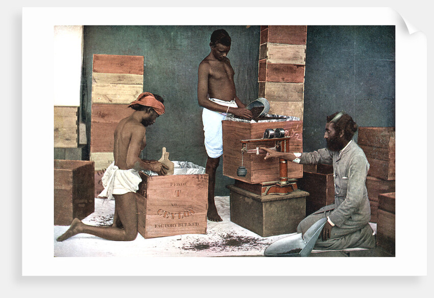 Packing and weighing tea for export on a Ceylon (Sri Lanka) estate, 1905 by Unknown